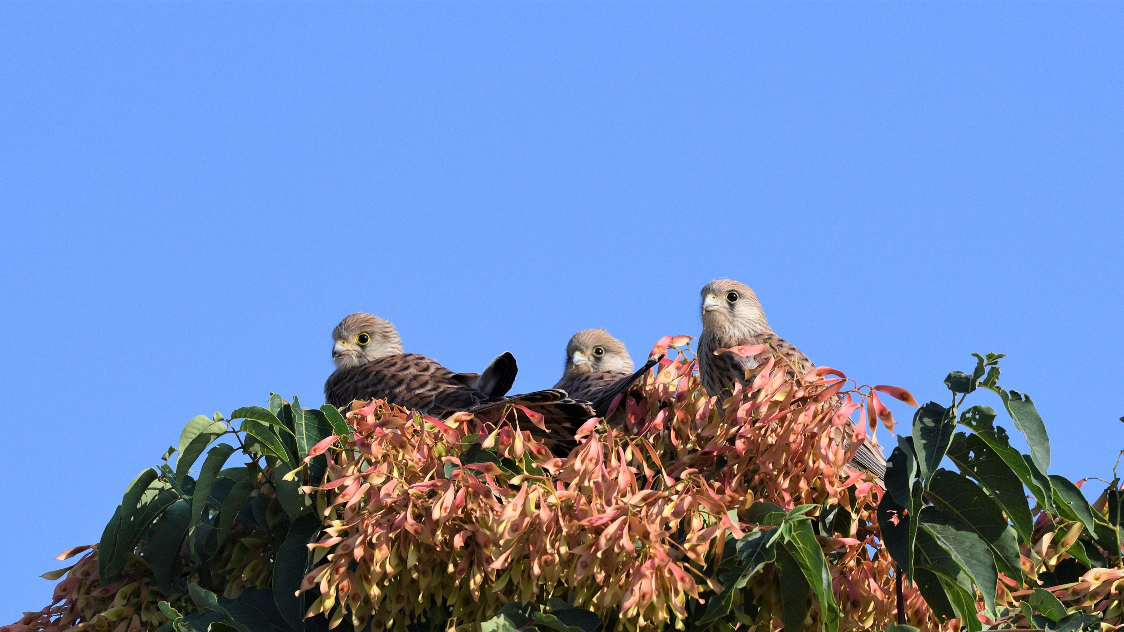 Lesser Kestrel